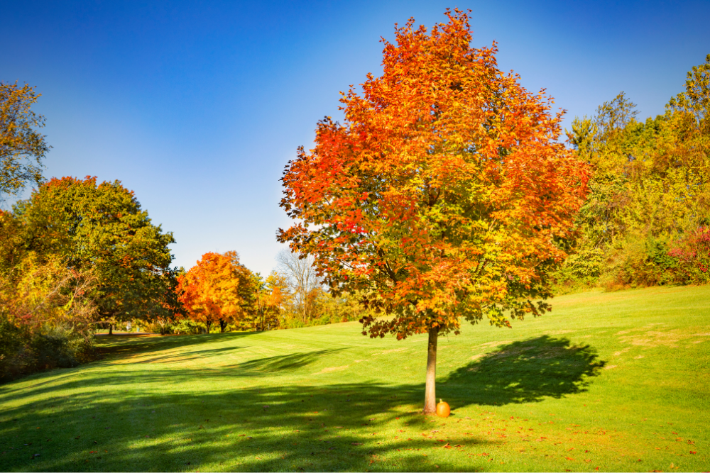 Spring & Fall Cleanups