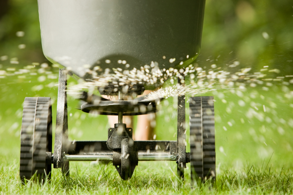 Lawn Over-Seeding