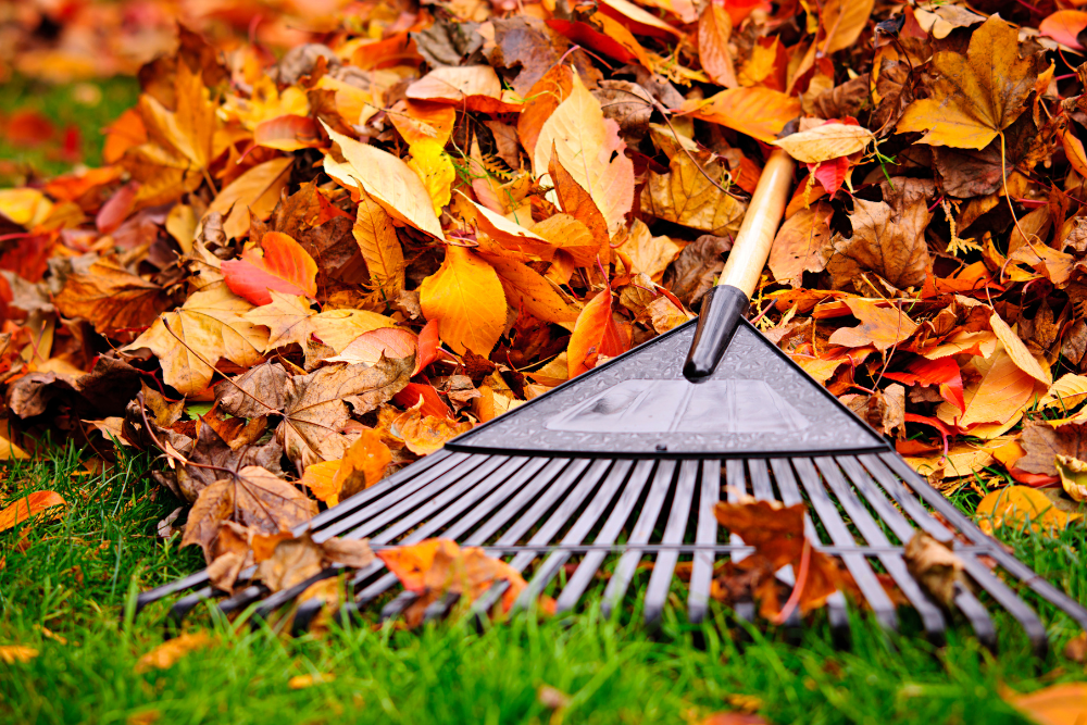 Thatching and Raking